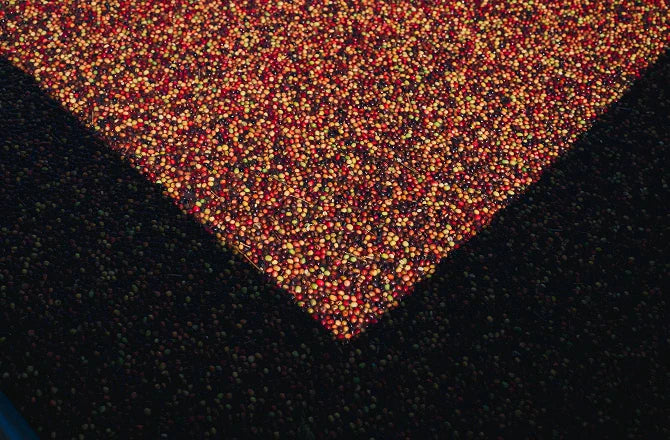 Close-up of red and orange coffee berries against dark coffee berries.