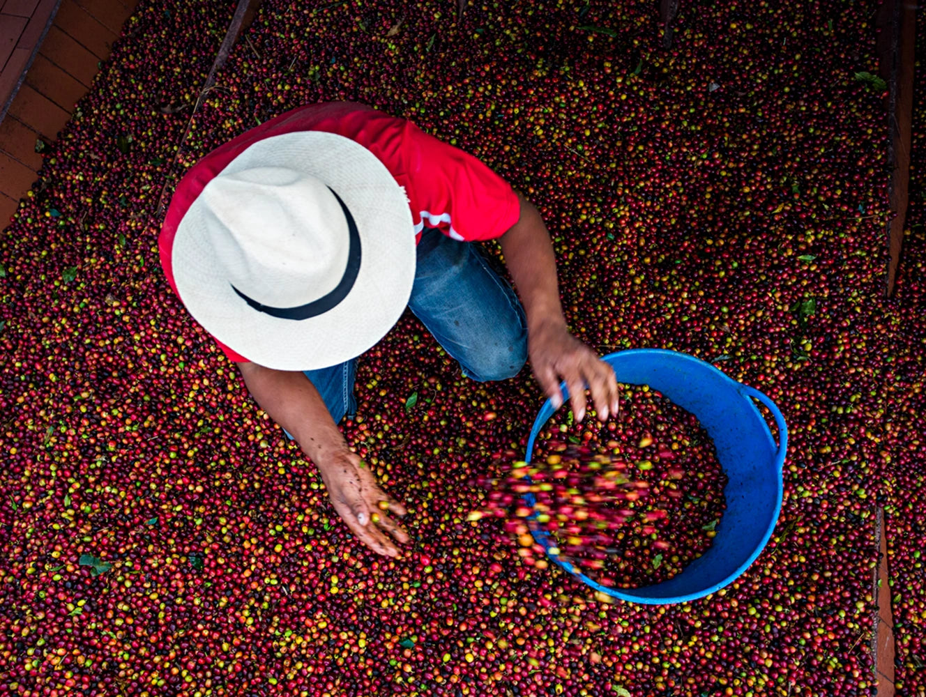 Person sorting coffee beans with a blue bucket on a dark background