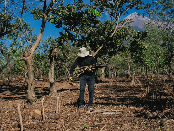 Person holding sticks in a forested area with a mountain in the background