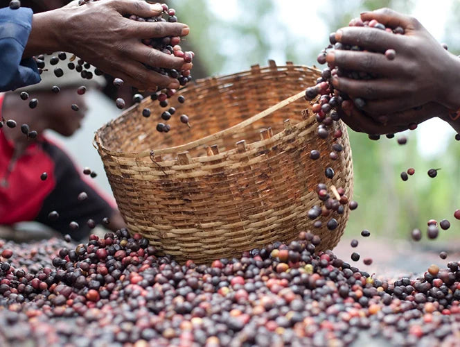 Hands sorting coffee beans into a woven basket with a blurred natural background