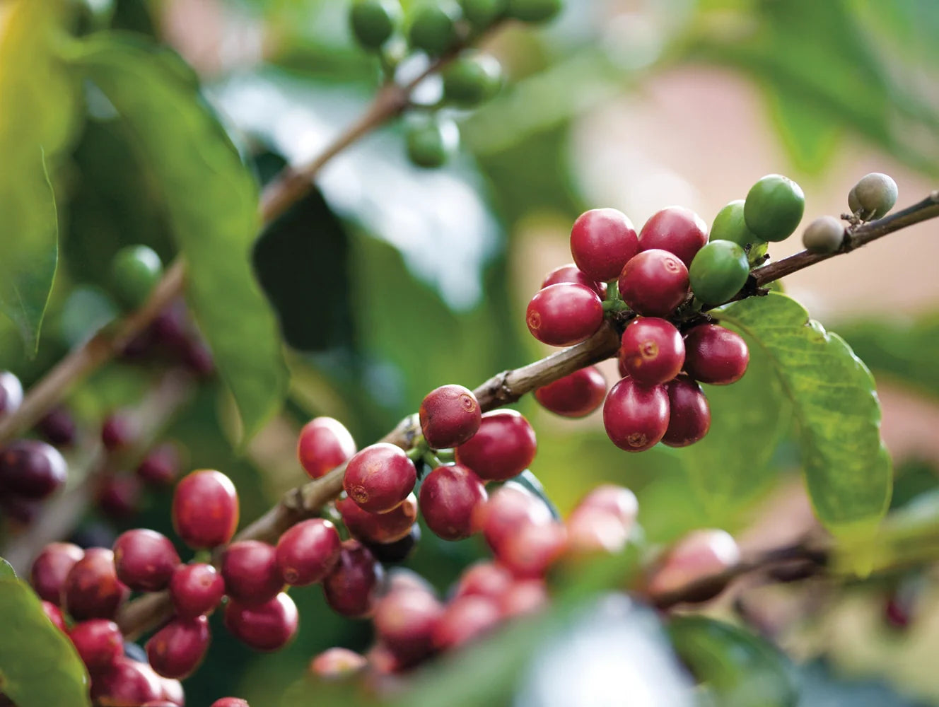 Close-up of red coffee berries on a branch with green leaves.