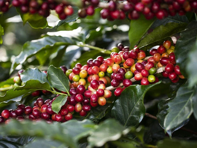 Close-up of coffee berries on a branch with green leaves
