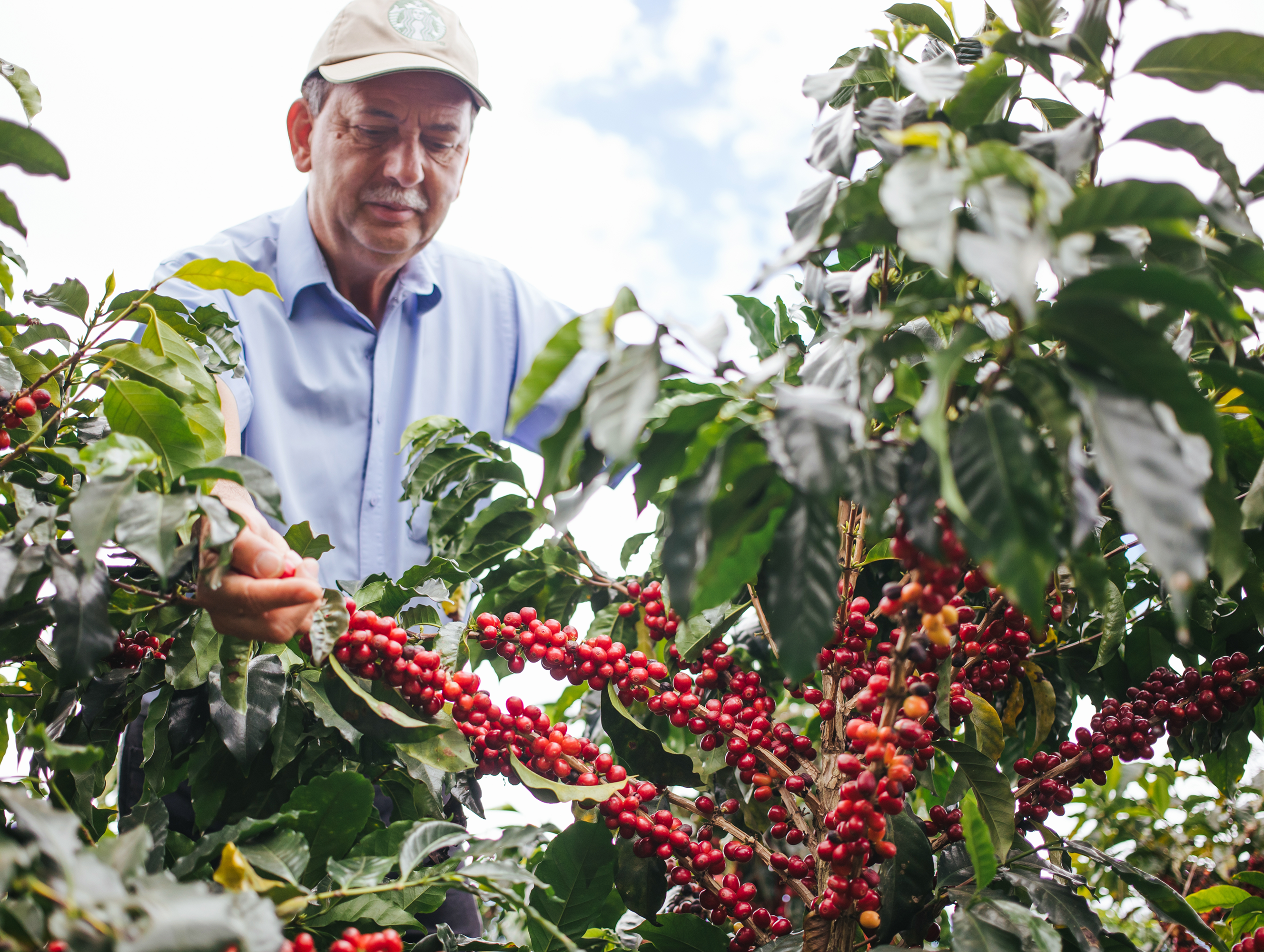 Man inspecting coffee cherries on a tree