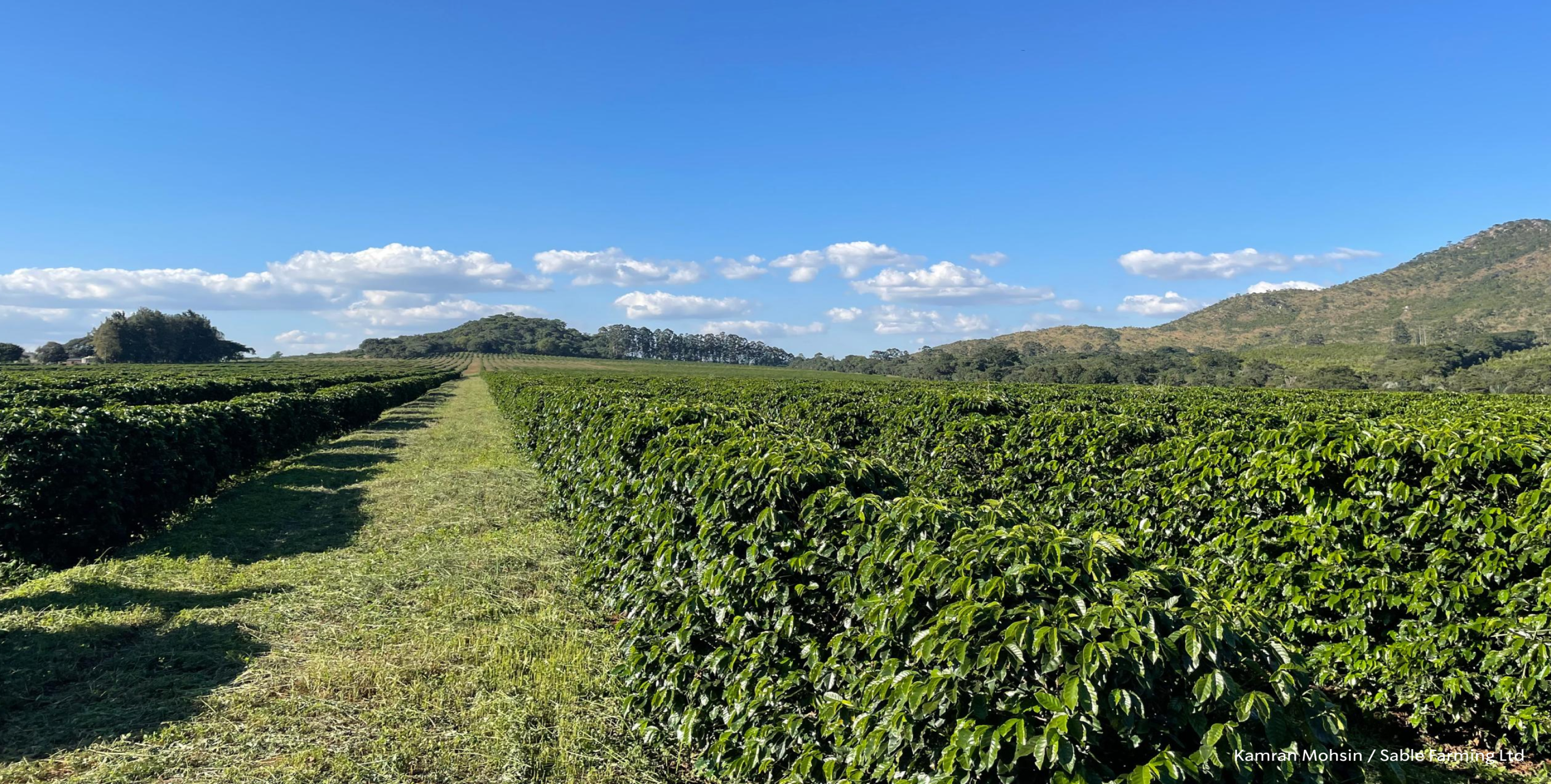 A wide outdoor landscape of a green agricultural field with rows of leafy crops, distant hills, and a bright blue sky with scattered clouds.