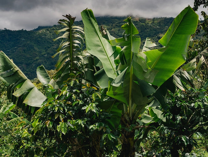 Banana plants with a mountainous landscape in the background