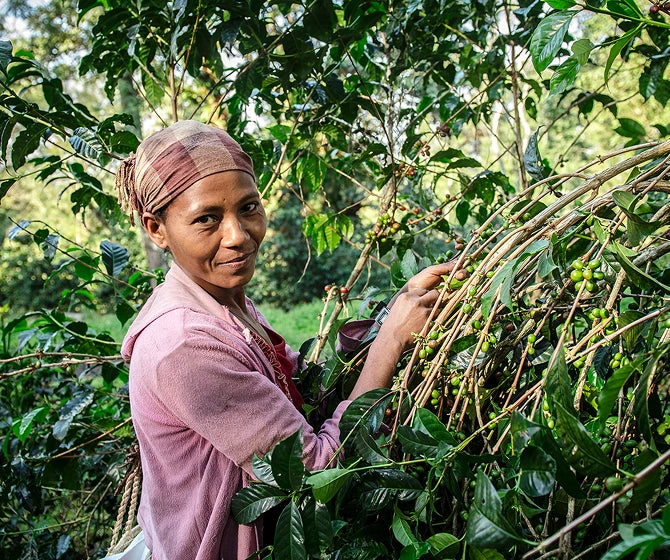 Woman harvesting coffee cherries from a tree in a coffee plantation