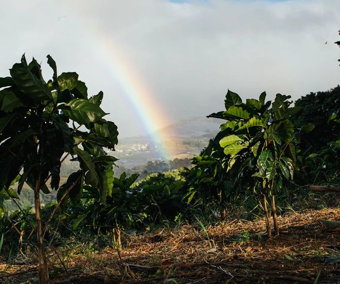 Rainbow over a coffee plantation with green trees and a cloudy sky.