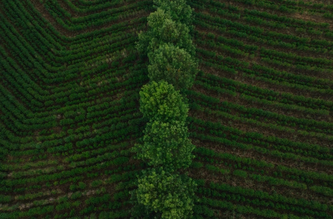 Aerial view of a coffee farm with rows of green coffee plants and a cluster of trees in the center.