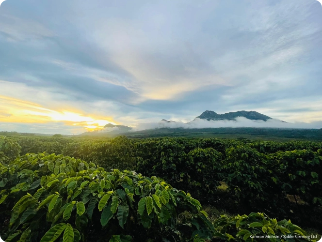 Coffee plantation with mountains in the background during sunset.