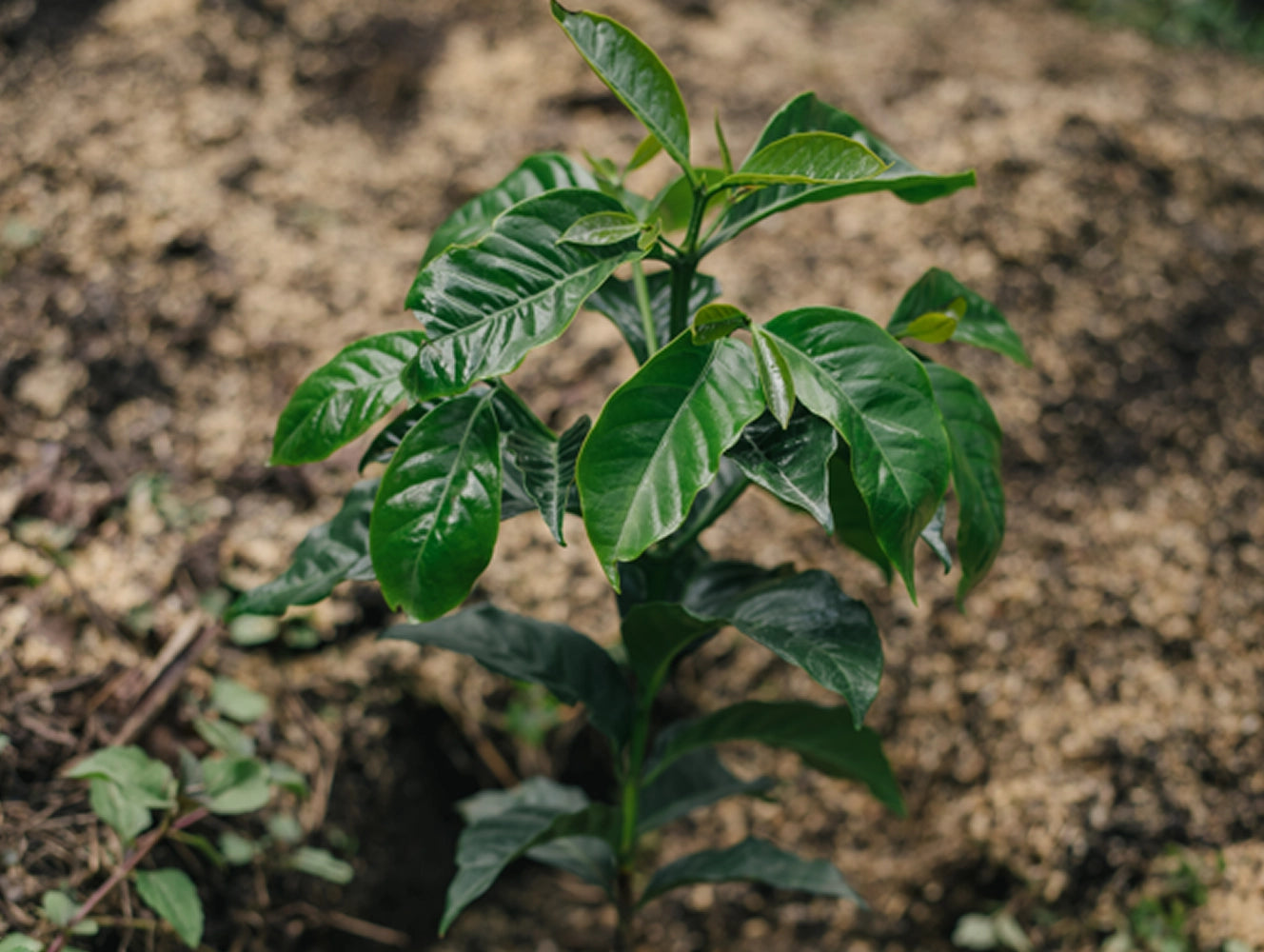 A small green leafy coffee plant growing in soil, photographed outdoors with a blurred natural background.