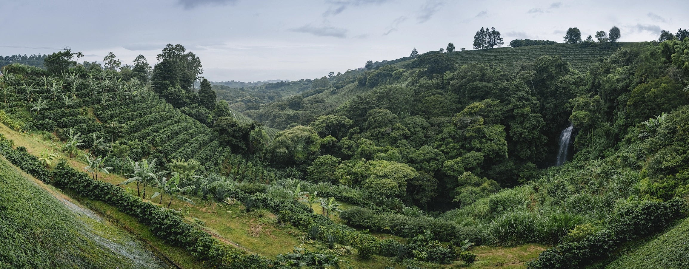 A wide view of a lush green coffee farm on hilly terrain, with a small waterfall.