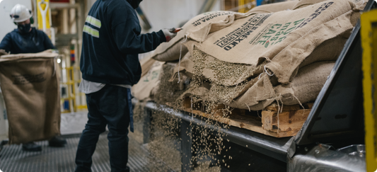 Workers handling large burlap sacks filled with grain in a warehouse or processing facility, with loose grain pouring from the sacks into the bed of a truck.