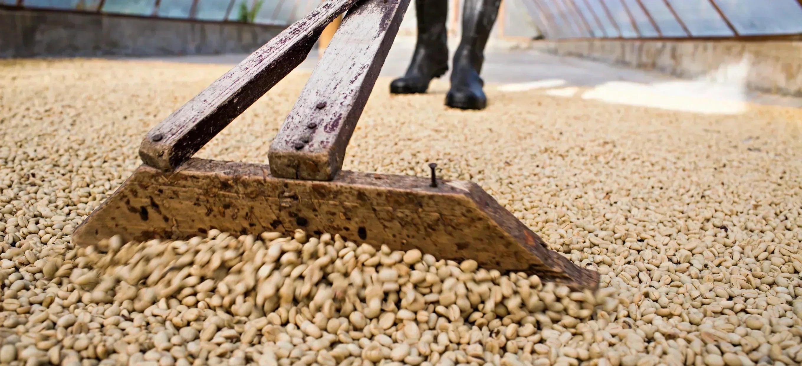 A wooden rake pushes green coffee beans drying in the sun, with a worker standing behind.
