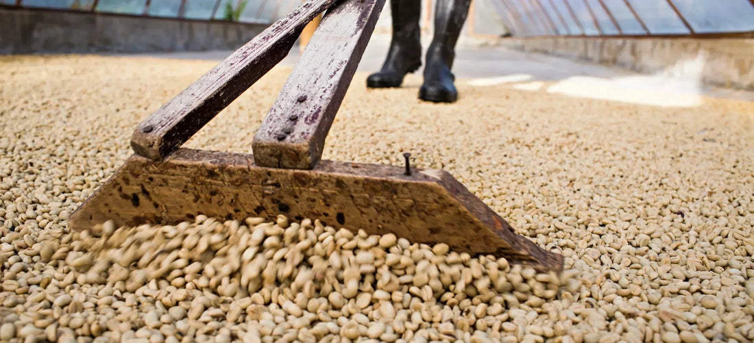 A wooden rake pushes green coffee beans drying in the sun, with a worker standing behind.