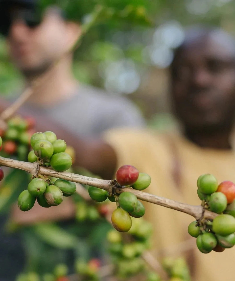 Red and green coffee cherries on a branch, with two people harvesting in the blurred background.