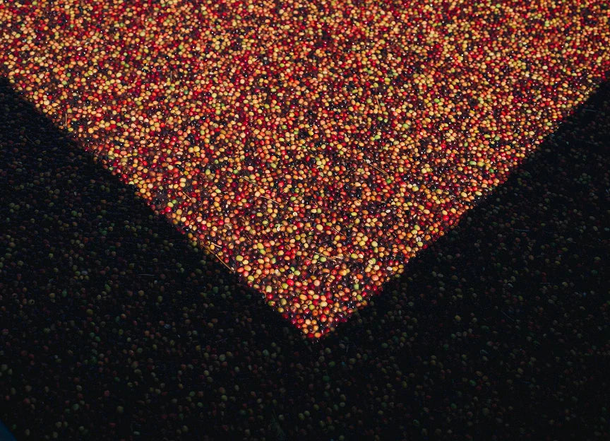 Close-up of red and orange coffee berries against dark coffee berries.