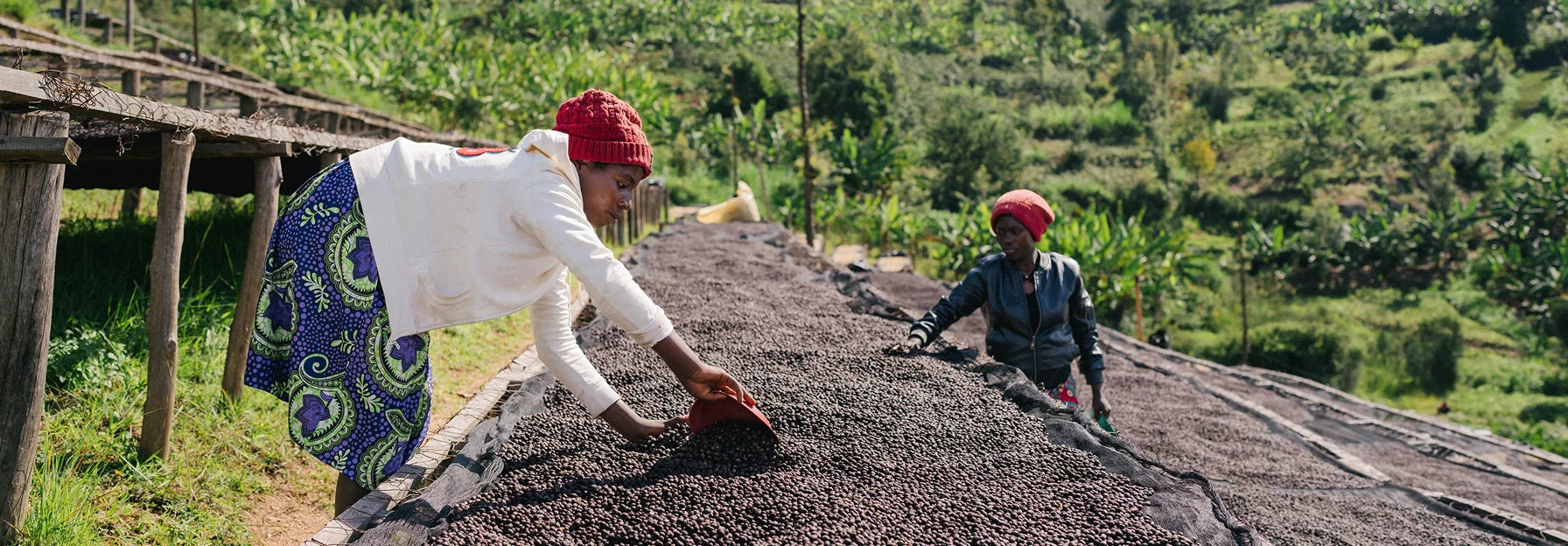 Two people working with coffee beans on a raised platform in a rural setting.