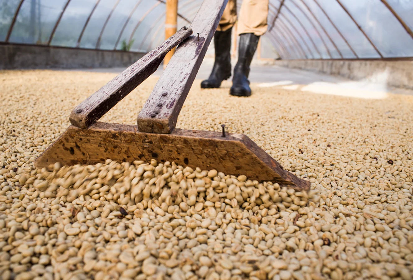A person using a tool on roasted coffee beans inside a greenhouse.