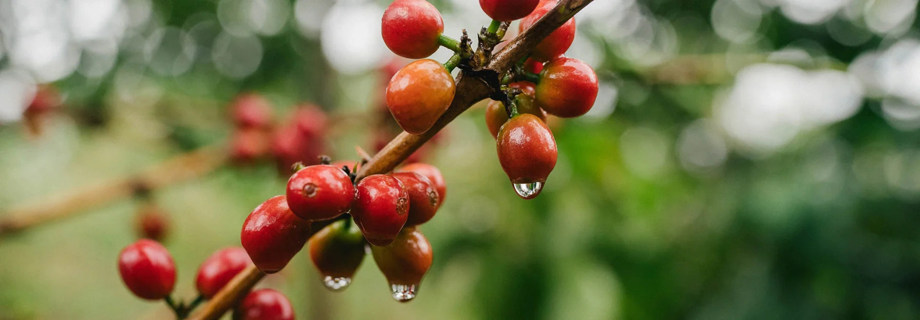Red coffee berries on a branch with a blurred green background.