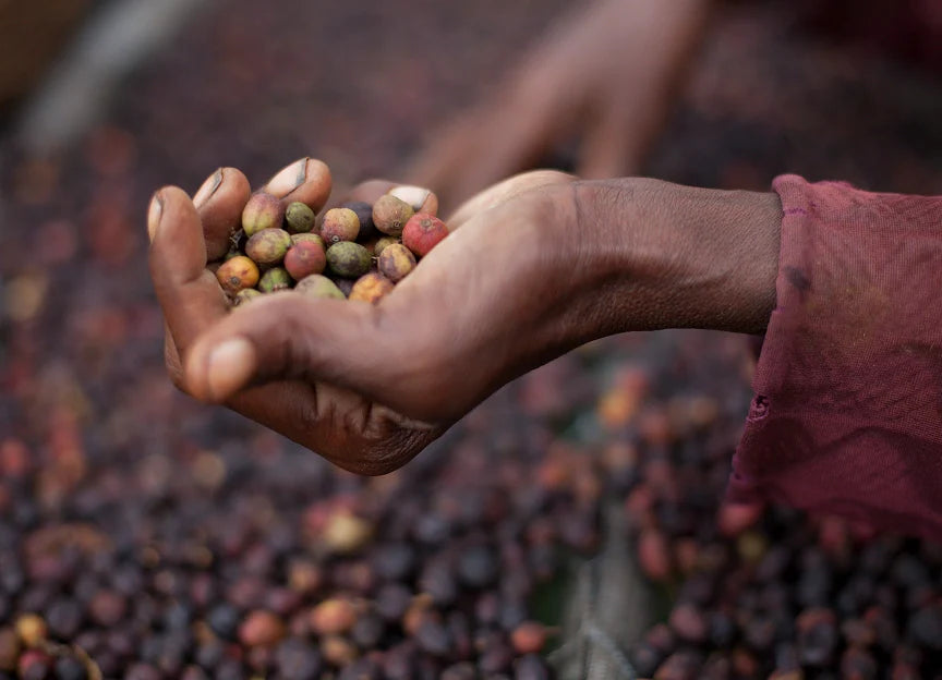 A hand picked up and holding a handful of coffee berries from a pile at the background.
