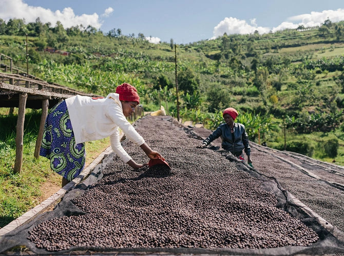Two people working with coffee beans on a raised platform in a rural setting.