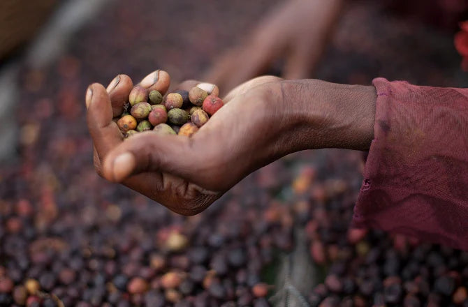 A hand picked up and holding a handful of coffee berries from a pile at the background.