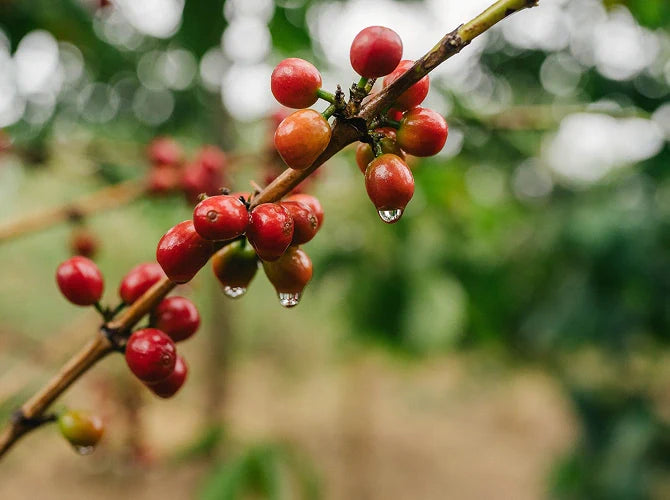 Red coffee berries on a branch with water droplets with a blurred green background
