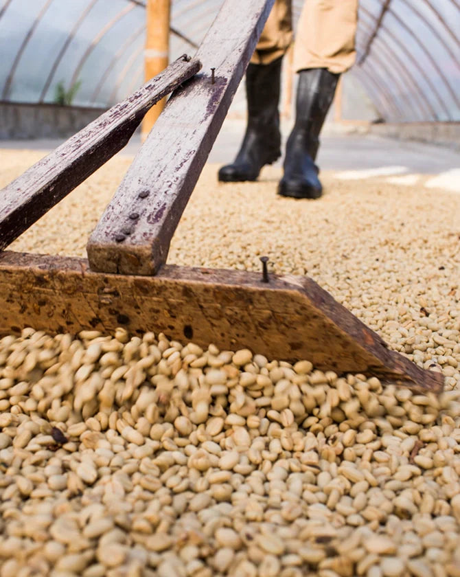 Coffee beans being processed with a wooden tool in a greenhouse setting.