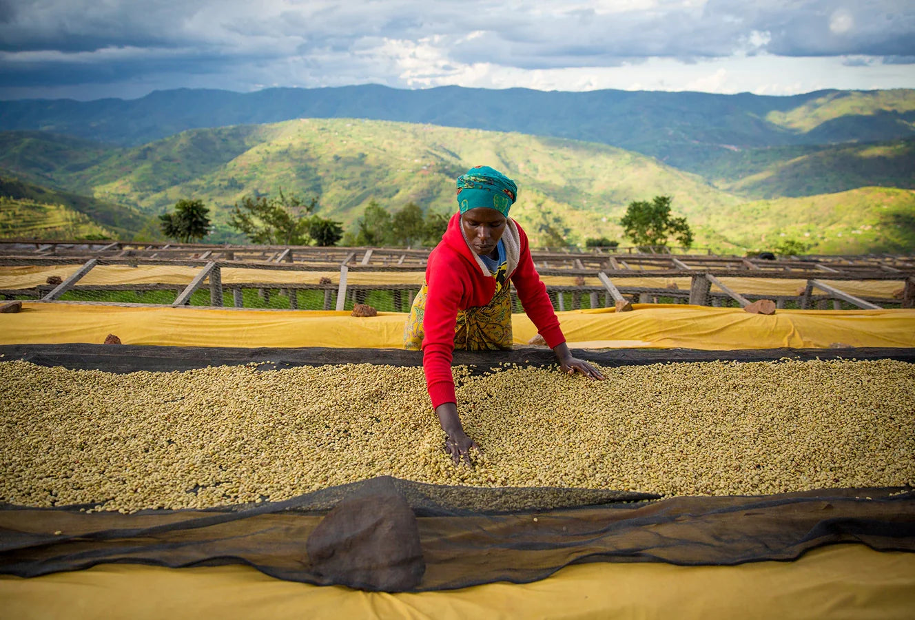 A woman drying coffee beans in a field with mountains in the background.