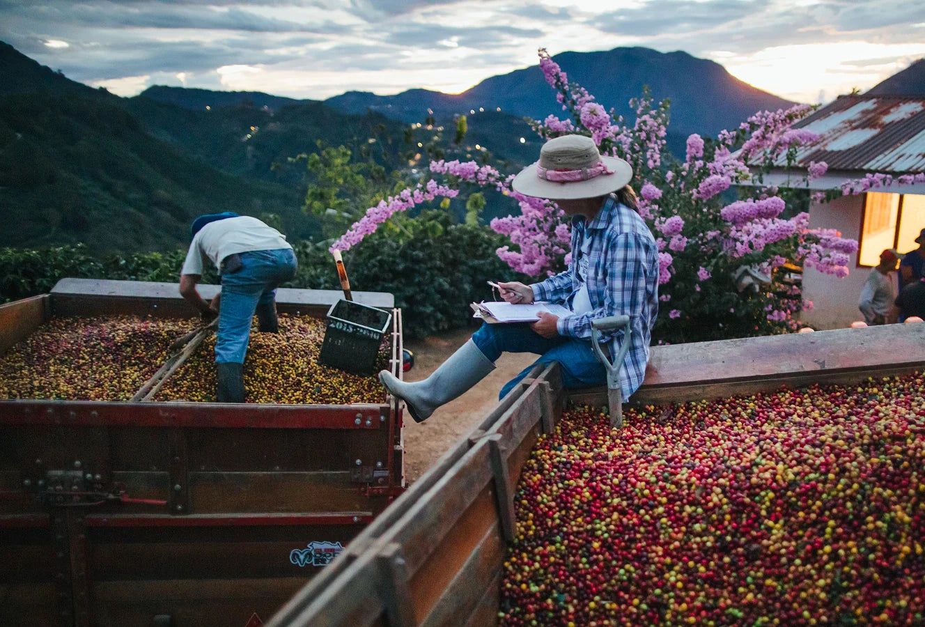 Two people working on separating seeds from coffee cherries in a field with mountains in the background.