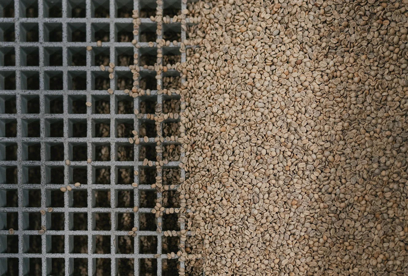 Close-up of raw coffee beans being funnelled through a metal grid loading tray.