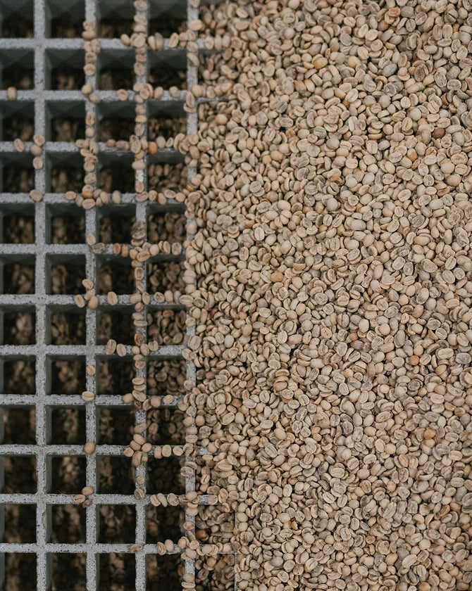 Close-up of raw coffee beans being funnelled through a metal grid loading tray.