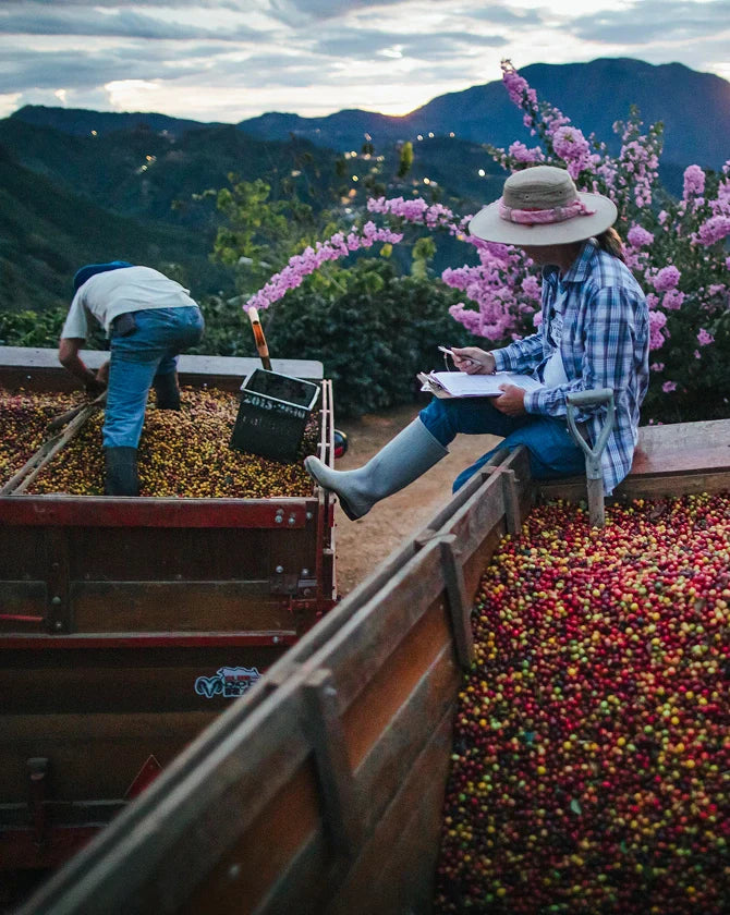 Two people working on separating seeds from coffee cherries in a field with mountains in the background.