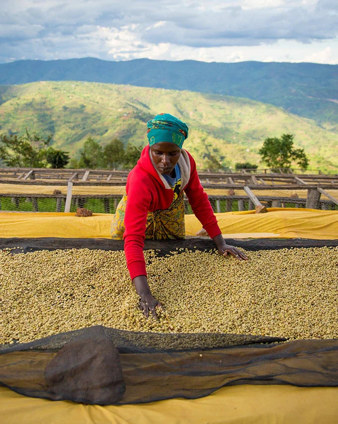 A woman drying coffee beans in a field with mountains in the background.