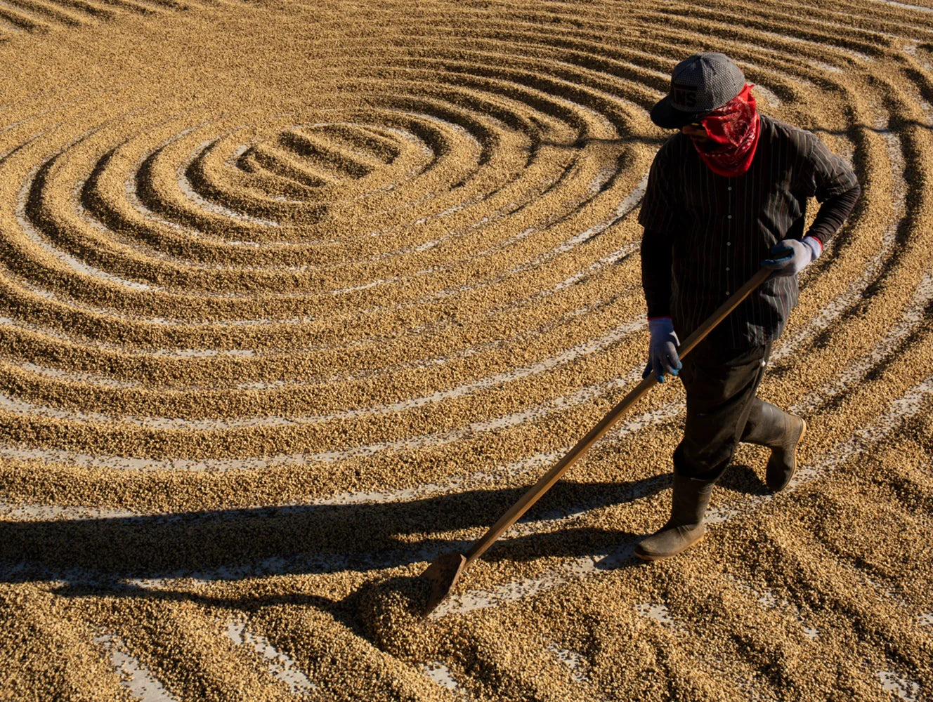 Person working in a field with circular patterns on the ground