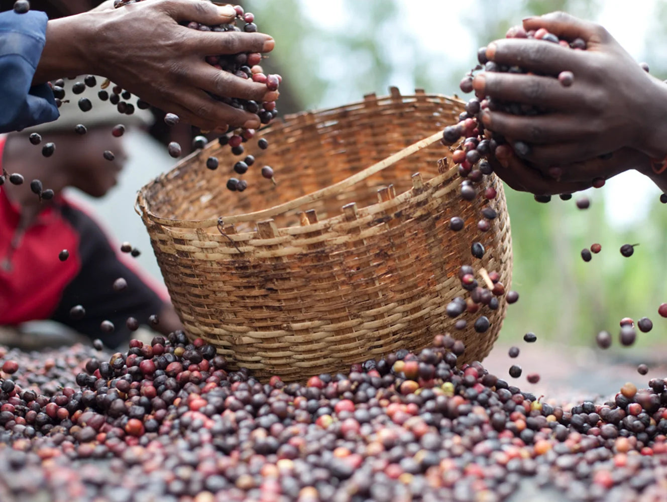 Two hands pouring coffee beans into a woven basket with a blurred natural background