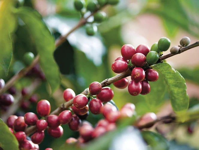 Close-up of red coffee berries on a branch with green leaves.