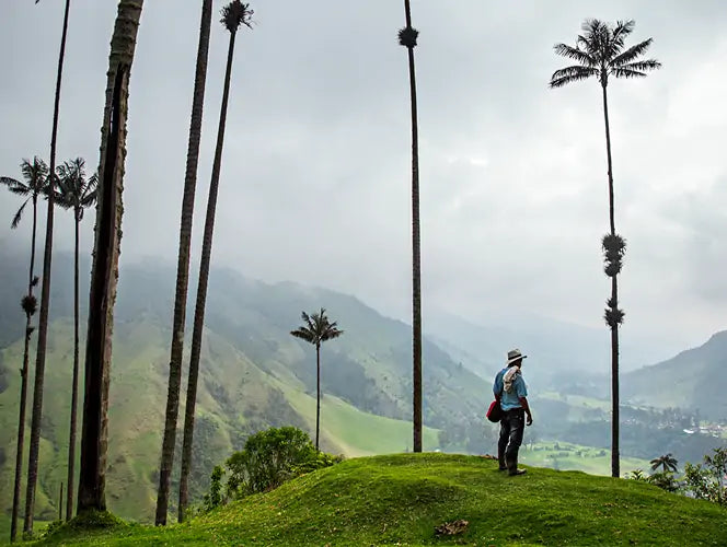 Person standing on a grassy hill with tall palm trees and mountains in the background