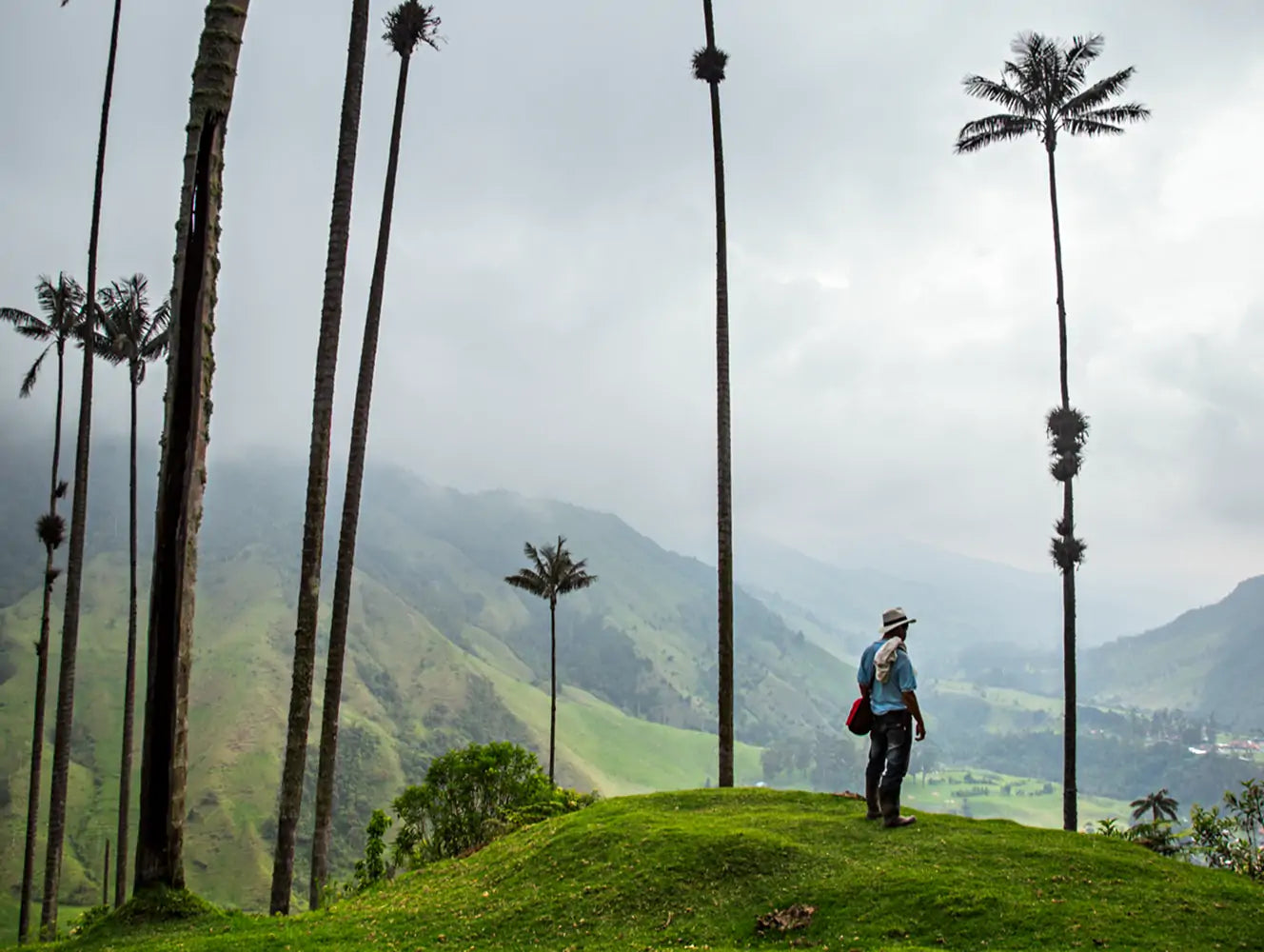 Person standing on a grassy hill with tall palm trees and mountains in the background