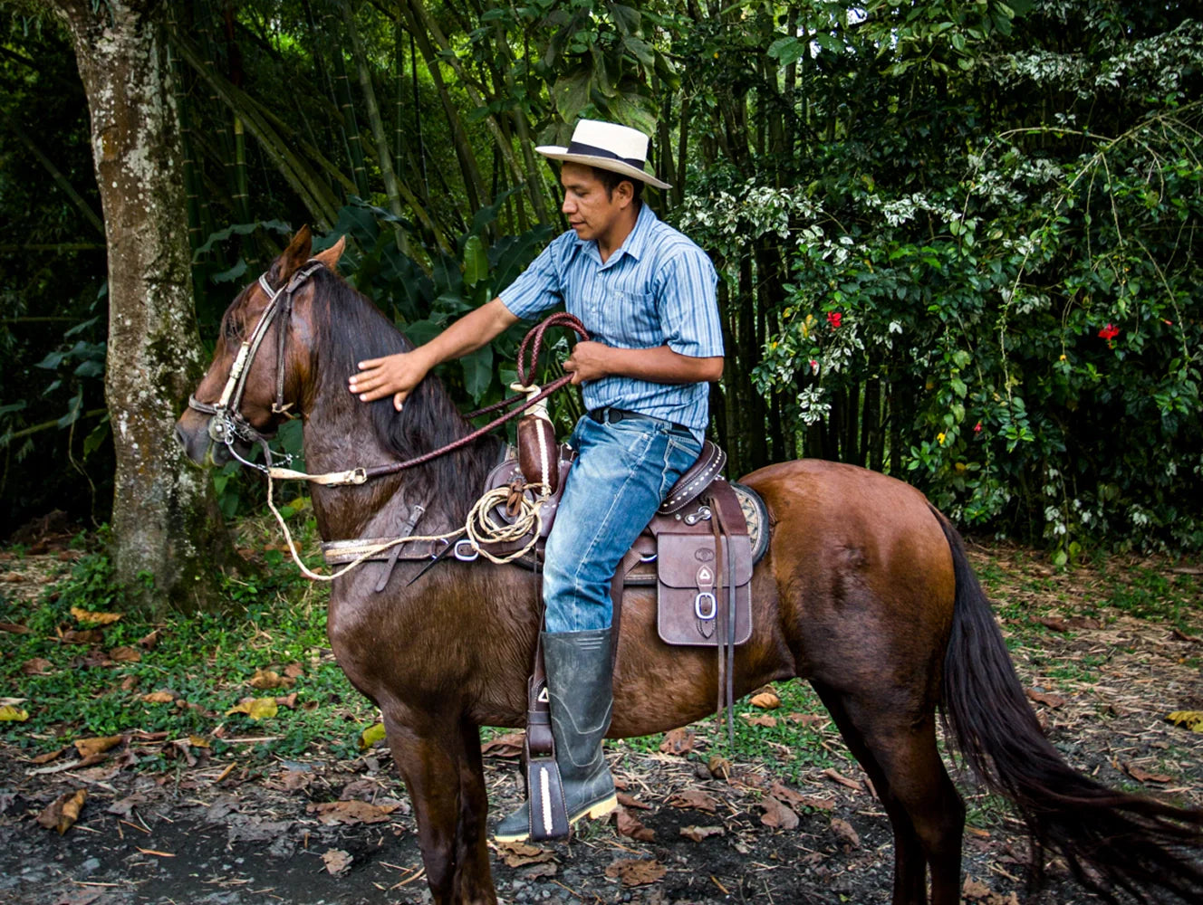 Man sitting on a horse in a forested area