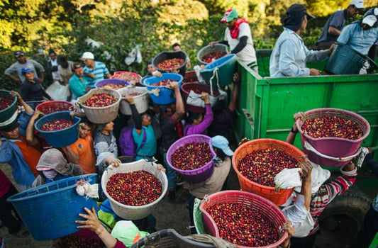 People sorting and loading coffee beans into containers on a sunny day.