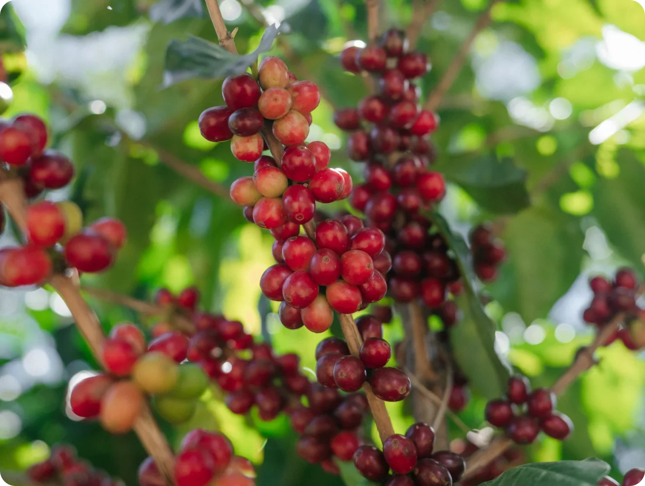 Clusters of ripe red coffee cherries hanging from branches among green leaves in a sunlit outdoor setting.