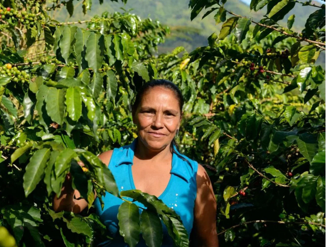 A woman in a bright blue sleeveless top stands in a lush green coffee plantation, surrounded by leafy coffee trees with small red cherries.