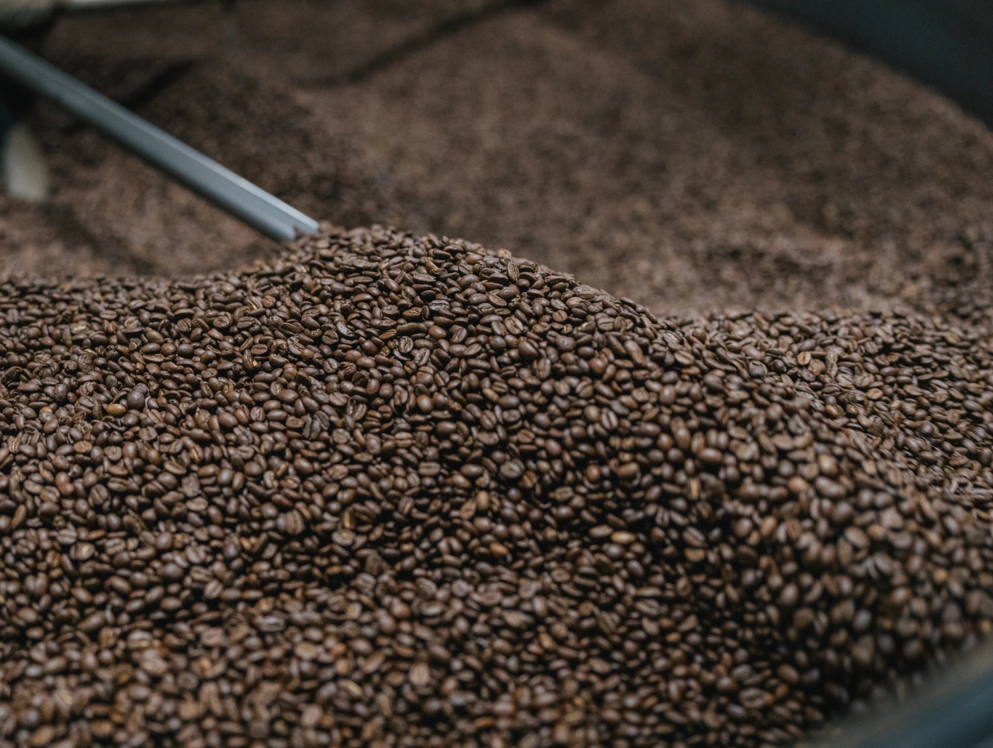Close-up of coffee beans with a metal scoop partially submerged.