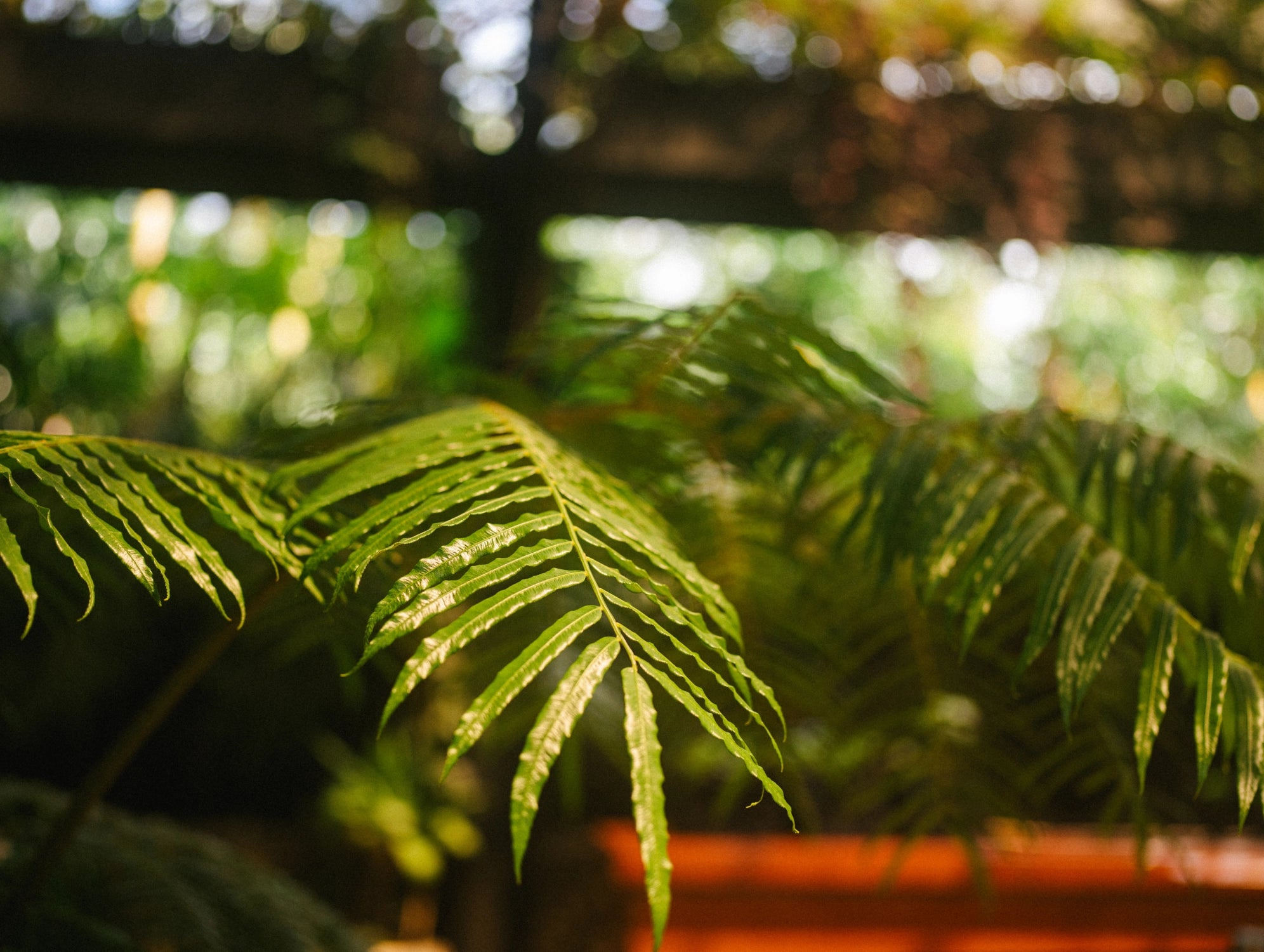 Close-up of green fern leaves with a blurred background