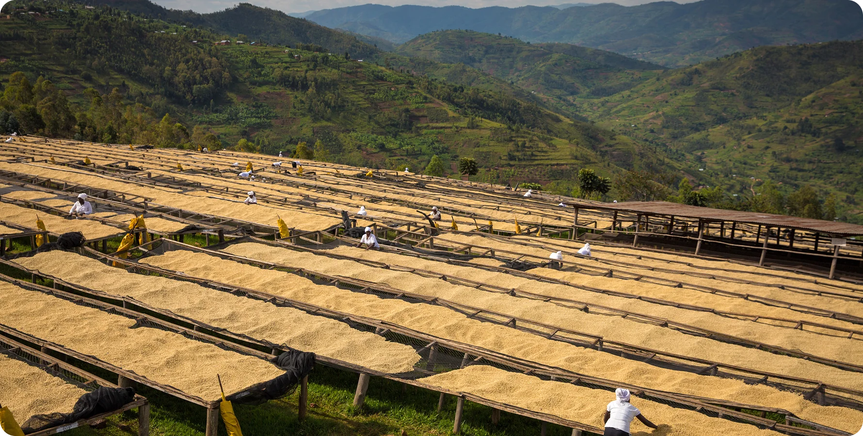 Large outdoor drying racks covered with tan material arranged in rows across a mountainous landscape, with several small workers visible among the racks.