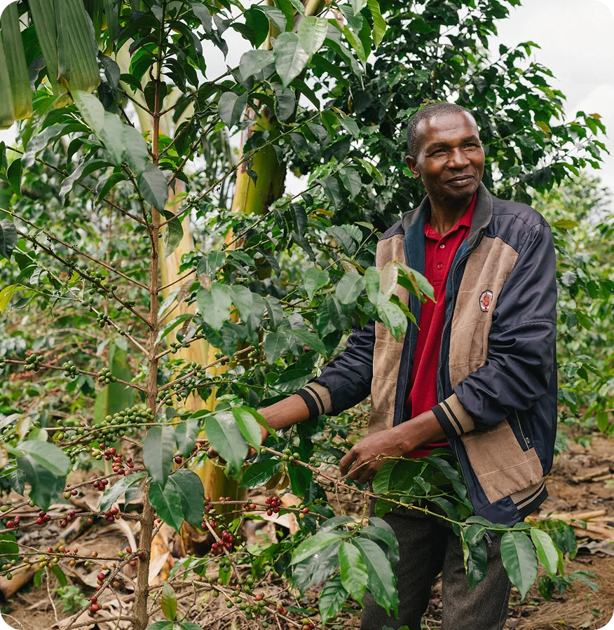 A man standing in a coffee plantation, holding a branch with green coffee cherries. He is wearing a dark blue and tan jacket over a red polo shirt.