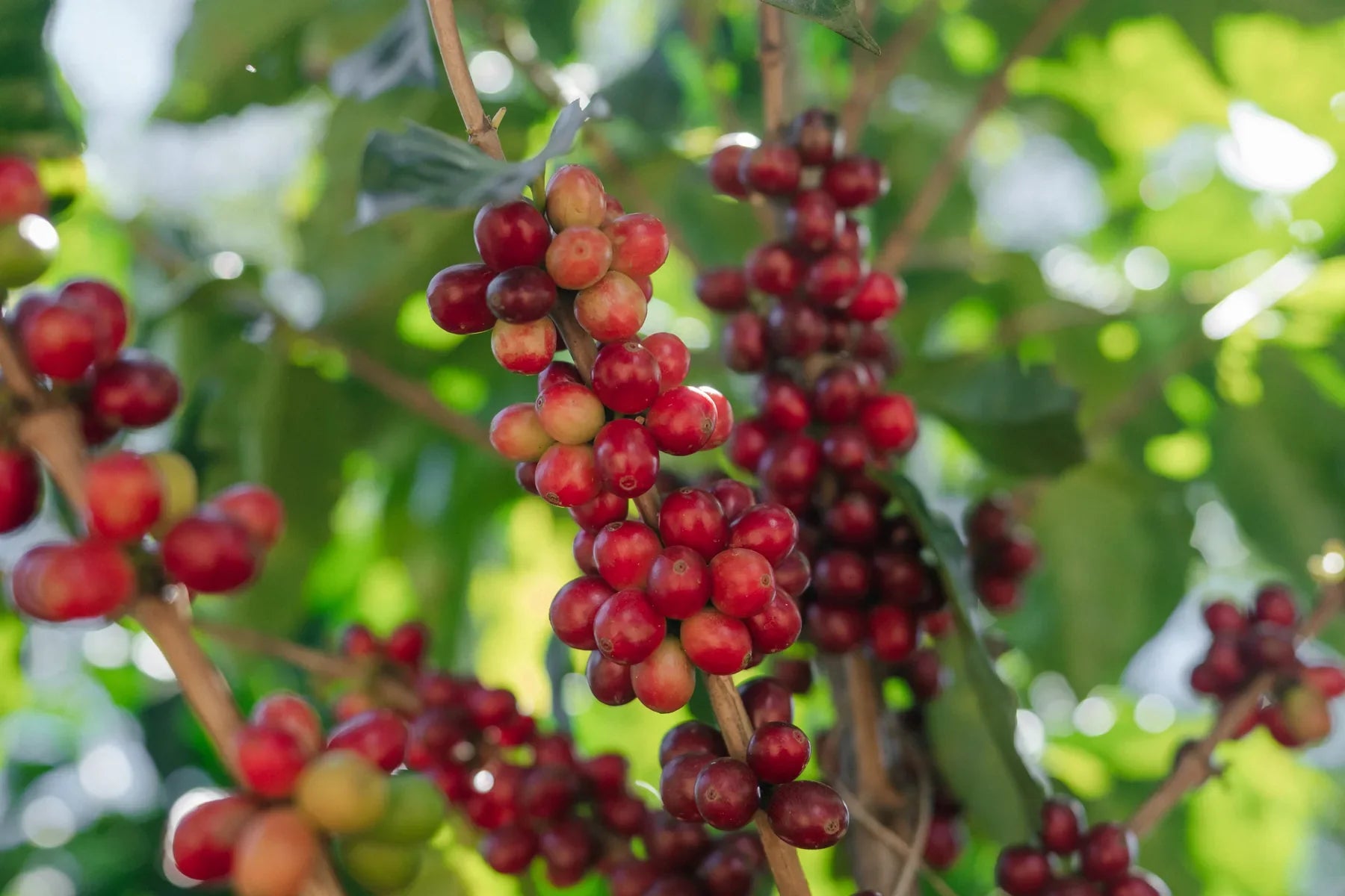 Close-up of clusters of red coffee cherries hanging from branches among green leaves in a sunlit outdoor setting.