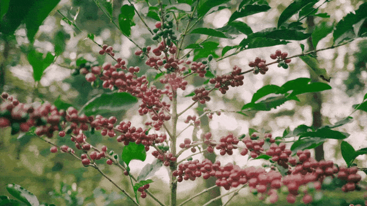 Coffee tree blowing in the wind.