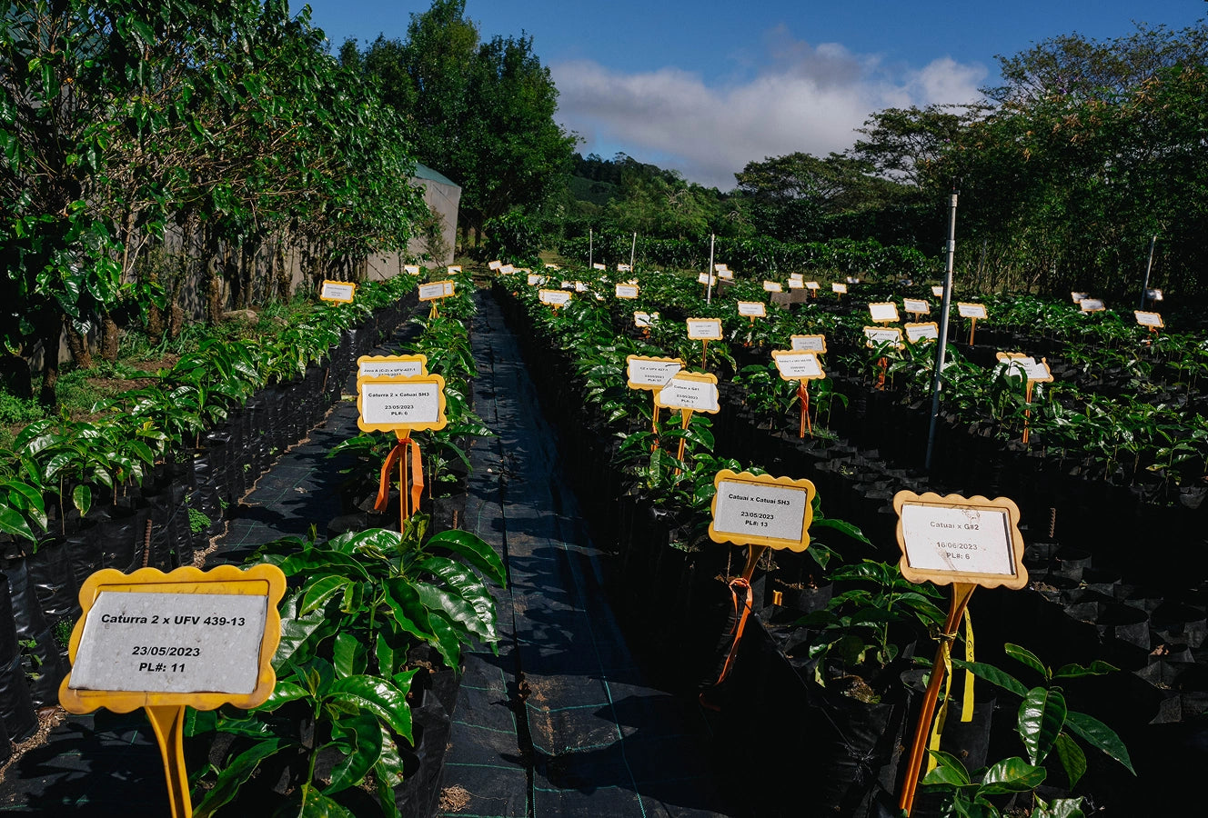  rows of plants with signs in a garden setting